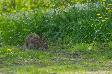 Hase
