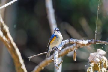 羽ばたいて飛び出す幸せの青い鳥、可愛いルリビタキ（ヒタキ科）
英名学名：Red flanked Bluetail (Tarsiger cyanurus)
埼玉県北本市、北本自然観察公園    2025
