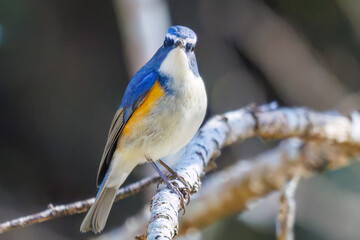 羽ばたいて飛び出す幸せの青い鳥、可愛いルリビタキ（ヒタキ科）
英名学名：Red flanked Bluetail (Tarsiger cyanurus)
埼玉県北本市、北本自然観察公園    2025
