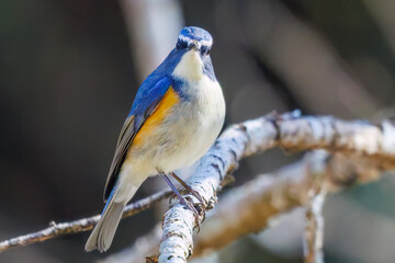 羽ばたいて飛び出す幸せの青い鳥、可愛いルリビタキ（ヒタキ科）
英名学名：Red flanked Bluetail (Tarsiger cyanurus)
埼玉県北本市、北本自然観察公園    2025
