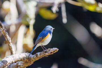 羽ばたいて飛び出す幸せの青い鳥、可愛いルリビタキ（ヒタキ科）
英名学名：Red flanked Bluetail (Tarsiger cyanurus)
埼玉県北本市、北本自然観察公園    2025
