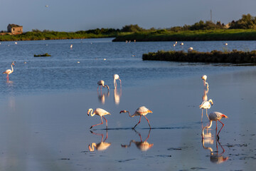 Flamingos (Phoenicopteridae) in valle di comacchio, Italy