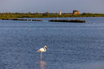Flamingos (Phoenicopteridae) in valle di comacchio, Italy