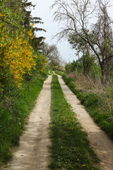 landscape with yellow blooming bushes and a dirt road