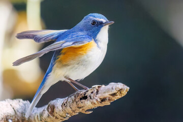 羽ばたいて飛び出す幸せの青い鳥、可愛いルリビタキ（ヒタキ科）
英名学名：Red flanked Bluetail (Tarsiger cyanurus)
埼玉県北本市、北本自然観察公園    2025

