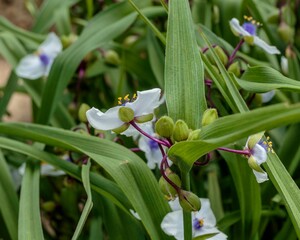 spring blooms of a Virginia Spiderwort plant in the front garden