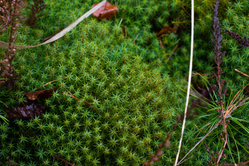 Polytrichum juniperinum, juniper haircap, green moss background