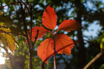grapevine in the setting sun