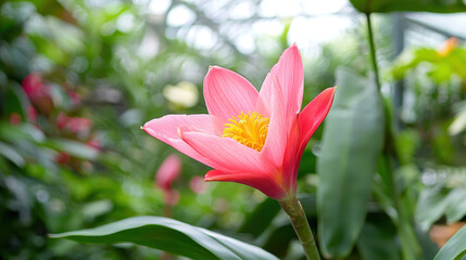Vibrant pink flower with yellow center stands out amidst lush green foliage, showcasing its beauty in serene botanical setting
