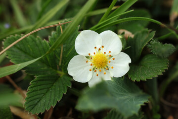 Fragaria vesca, commonly called the wild strawberry, woodland strawberry, Alpine strawberry, Carpathian strawberry or European strawberry
