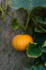 Orange fresh pumpkin in garden