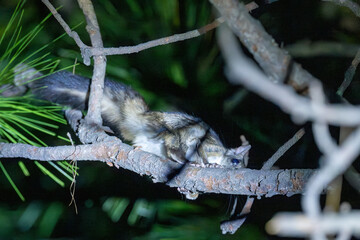 Small Kashmir flying squirrel clinging to a branch of a pine tree at night.