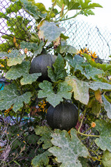 Green fresh pumpkin in garden