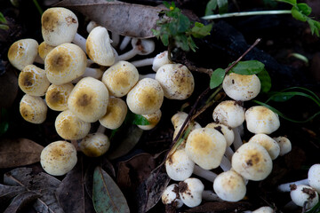 A wild mushroom grows on the forest floor, surrounded by damp soil and fallen leaves. capturing the earthy beauty of nature's hidden treasures.

