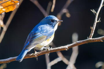 羽ばたいて飛び出す幸せの青い鳥、可愛いルリビタキ（ヒタキ科）
英名学名：Red flanked Bluetail (Tarsiger cyanurus)
埼玉県北本市、北本自然観察公園    2025

