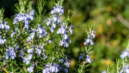 Blooming Rosemary Flowers Close-Up