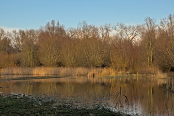  Sunny marsh landscape with golden reed and bare winter trees in Bourgoyen nature reserve, Ghent, Flanders, Belgium
