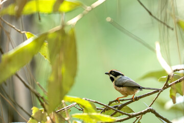 Black-throated bushtit Bird Perched on Branch in Lush Foliage