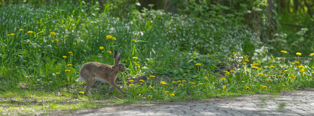 Hase
