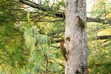 A close-up of two woodpeckers, , near a nest of Slaty headed parakeet  in a pine tree trunk.