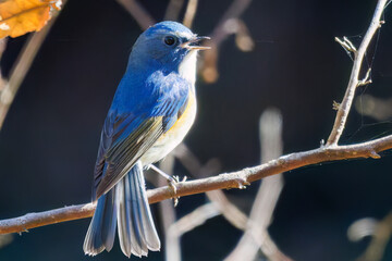 羽ばたいて飛び出す幸せの青い鳥、可愛いルリビタキ（ヒタキ科）
英名学名：Red flanked Bluetail (Tarsiger cyanurus)
埼玉県北本市、北本自然観察公園    2025

