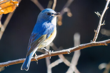 Obraz premium 羽ばたいて飛び出す幸せの青い鳥、可愛いルリビタキ（ヒタキ科） 英名学名：Red flanked Bluetail (Tarsiger cyanurus) 埼玉県北本市、北本自然観察公園 2025 