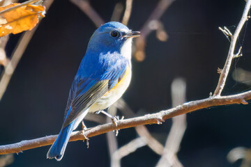 羽ばたいて飛び出す幸せの青い鳥、可愛いルリビタキ（ヒタキ科）
英名学名：Red flanked Bluetail (Tarsiger cyanurus)
埼玉県北本市、北本自然観察公園    2025
