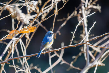 羽ばたいて飛び出す幸せの青い鳥、可愛いルリビタキ（ヒタキ科）
英名学名：Red flanked Bluetail (Tarsiger cyanurus)
埼玉県北本市、北本自然観察公園    2025
