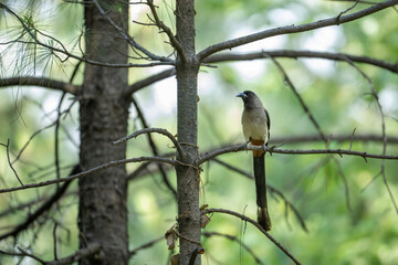 A beautiful grey rufous treepie is perched gracefully on a slender branch, amidst the textured bark of pine trees in a tranquil forest setting.