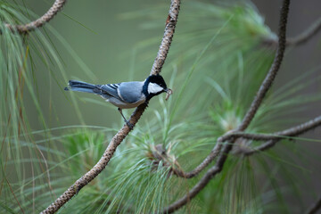 Asian Tit (Parus cinereus) with Prey Perched on a Pine Branch