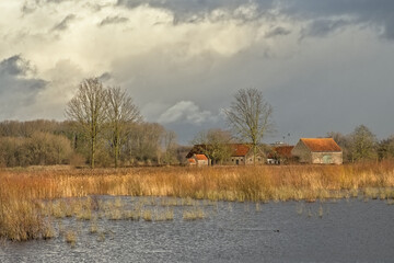 Sunny marsh landscape with golden reed and bare winter trees in Bourgoyen nature reserve, Ghent,...