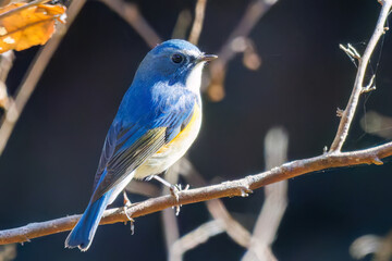 羽ばたいて飛び出す幸せの青い鳥、可愛いルリビタキ（ヒタキ科）
英名学名：Red flanked Bluetail (Tarsiger cyanurus)
埼玉県北本市、北本自然観察公園    2025

