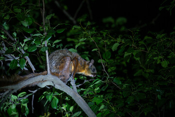  A close-up of Red giant flying, likely nocturnal, squirrel perched on a branch amidst a dense, dark green foliage canopy.