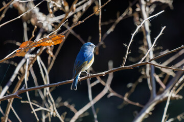 羽ばたいて飛び出す幸せの青い鳥、可愛いルリビタキ（ヒタキ科）
英名学名：Red flanked Bluetail (Tarsiger cyanurus)
埼玉県北本市、北本自然観察公園    2025
