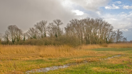Obraz premium Sunny marsh landscape with golden reed and bare winter trees in Bourgoyen nature reserve, Ghent, Flanders, Belgium 