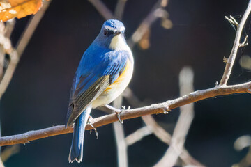 羽ばたいて飛び出す幸せの青い鳥、可愛いルリビタキ（ヒタキ科）
英名学名：Red flanked Bluetail (Tarsiger cyanurus)
埼玉県北本市、北本自然観察公園    2025
