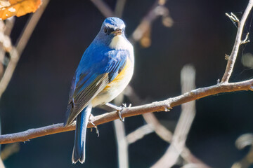 羽ばたいて飛び出す幸せの青い鳥、可愛いルリビタキ（ヒタキ科）
英名学名：Red flanked Bluetail (Tarsiger cyanurus)
埼玉県北本市、北本自然観察公園    2025
