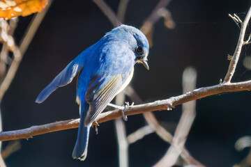 羽ばたいて飛び出す幸せの青い鳥、可愛いルリビタキ（ヒタキ科）
英名学名：Red flanked Bluetail (Tarsiger cyanurus)
埼玉県北本市、北本自然観察公園    2025
