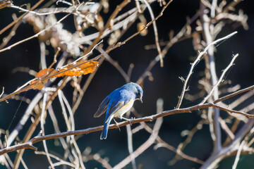 羽ばたいて飛び出す幸せの青い鳥、可愛いルリビタキ（ヒタキ科）
英名学名：Red flanked Bluetail (Tarsiger cyanurus)
埼玉県北本市、北本自然観察公園    2025
