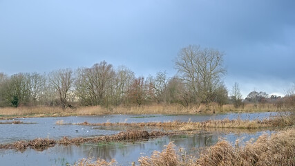 Wetlands with golden reed and bare trees on a cloudy winter day in Bourgoyen nature reserve, Ghent,...