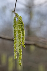 Bright green male hazel catkins on bare branches in early spring, selective focus - Corylus avellana
