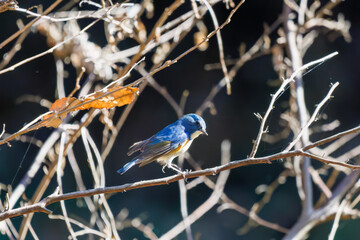 羽ばたいて飛び出す幸せの青い鳥、可愛いルリビタキ（ヒタキ科）
英名学名：Red flanked Bluetail (Tarsiger cyanurus)
埼玉県北本市、北本自然観察公園    2025
