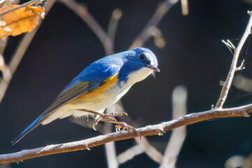 羽ばたいて飛び出す幸せの青い鳥、可愛いルリビタキ（ヒタキ科）
英名学名：Red flanked Bluetail (Tarsiger cyanurus)
埼玉県北本市、北本自然観察公園    2025
