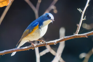 Obraz premium 羽ばたいて飛び出す幸せの青い鳥、可愛いルリビタキ（ヒタキ科） 英名学名：Red flanked Bluetail (Tarsiger cyanurus) 埼玉県北本市、北本自然観察公園 2025 