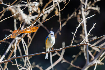 羽ばたいて飛び出す幸せの青い鳥、可愛いルリビタキ（ヒタキ科）
英名学名：Red flanked Bluetail (Tarsiger cyanurus)
埼玉県北本市、北本自然観察公園    2025
