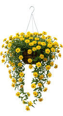 Obraz premium Hanging basket full of creeping yellow zinnia, isolated background floral design