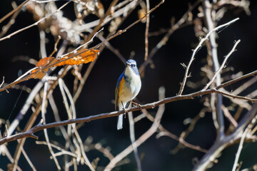 羽ばたいて飛び出す幸せの青い鳥、可愛いルリビタキ（ヒタキ科）
英名学名：Red flanked Bluetail (Tarsiger cyanurus)
埼玉県北本市、北本自然観察公園    2025
