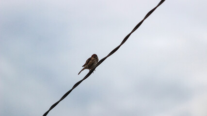 A bird perched on a power line with the sky in the background