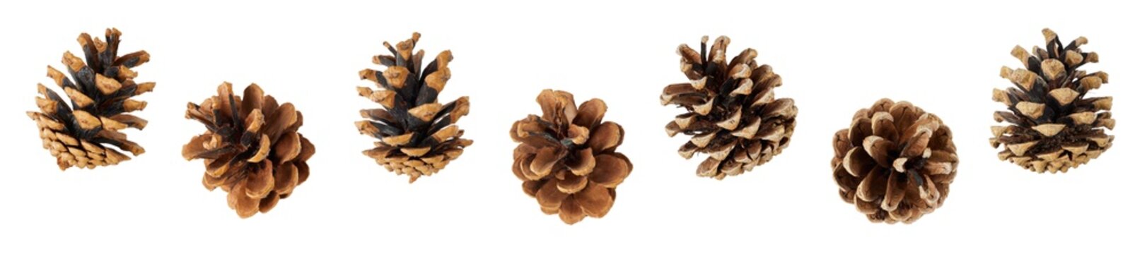 set of many different pine cones for christmas decoration isolated on white or transparent png