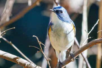 羽ばたいて飛び出す幸せの青い鳥、可愛いルリビタキ（ヒタキ科）
英名学名：Red flanked Bluetail (Tarsiger cyanurus)
埼玉県北本市、北本自然観察公園    2025
